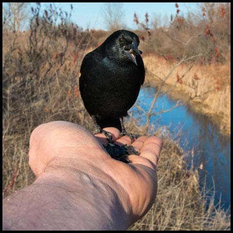Red-winged Blackbird