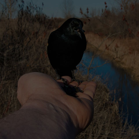 Red-winged Blackbird