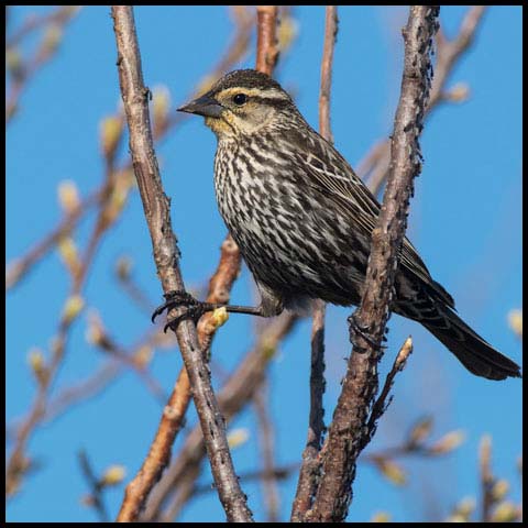 Red-winged Blackbird