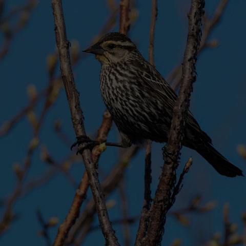 Red-winged Blackbird