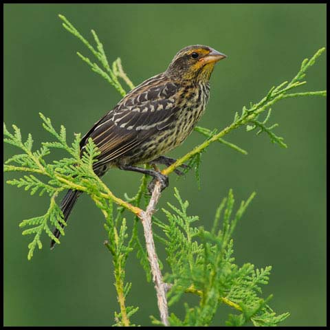 Red-winged Blackbird