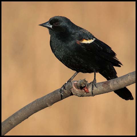 Red-winged Blackbird