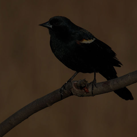 Red-winged Blackbird