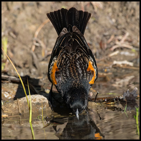 Red-winged Blackbird