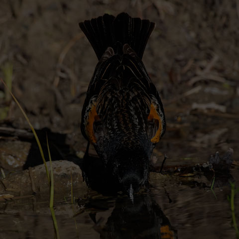 Red-winged Blackbird