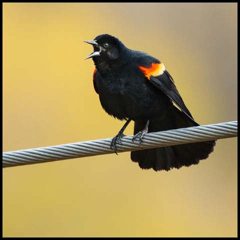 Red-winged Blackbird