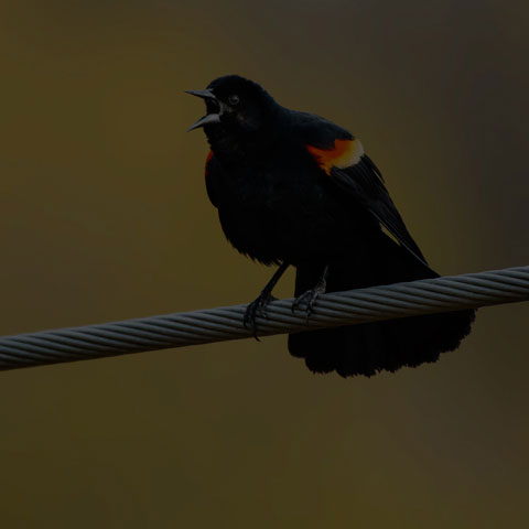 Red-winged Blackbird
