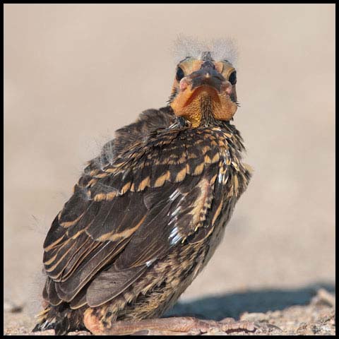 Red-winged Blackbird
