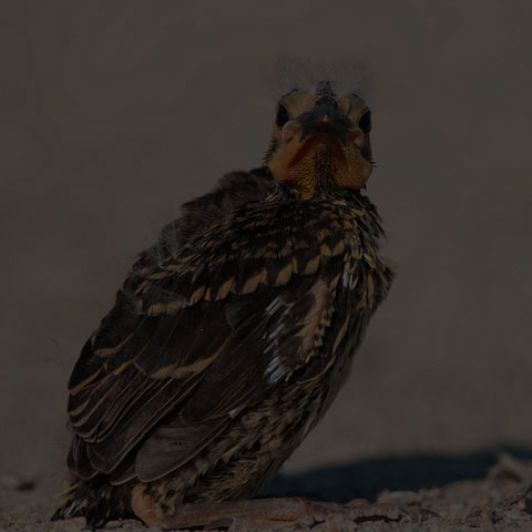 Red-winged Blackbird