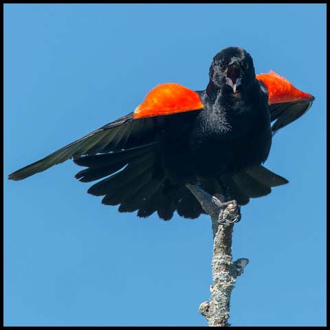 Red-winged Blackbird