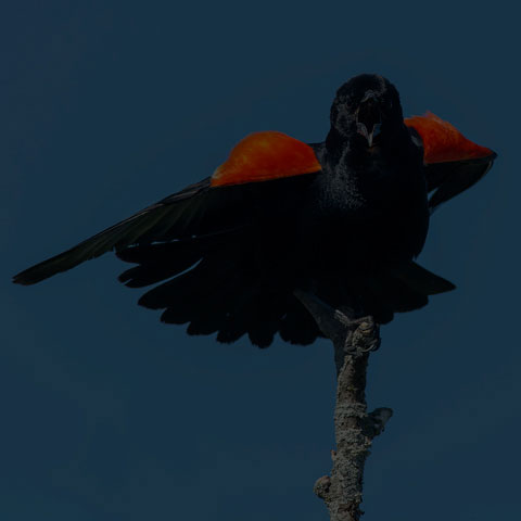 Red-winged Blackbird