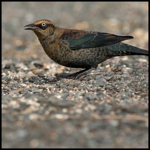 Rusty Blackbird