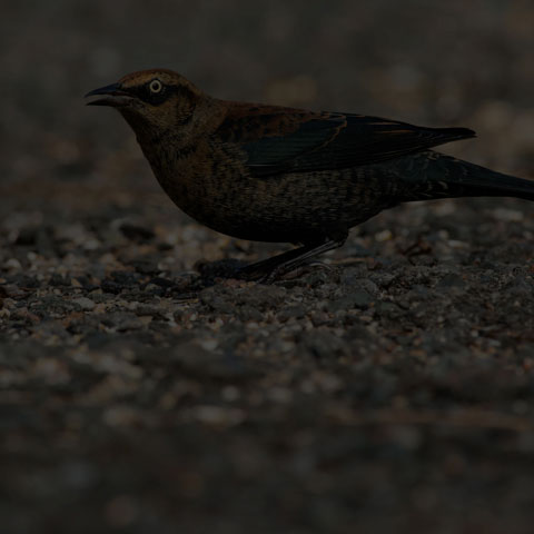 Rusty Blackbird