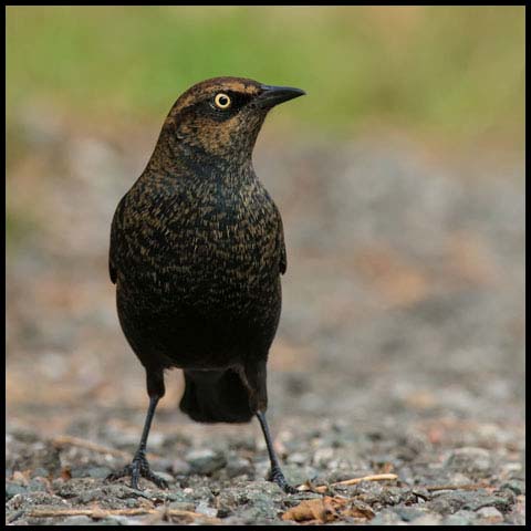 Rusty Blackbird