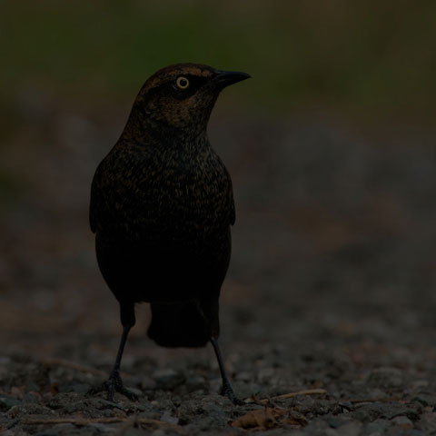 Rusty Blackbird