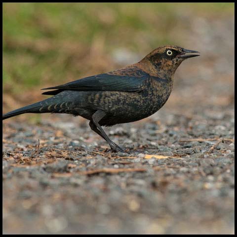 Rusty Blackbird