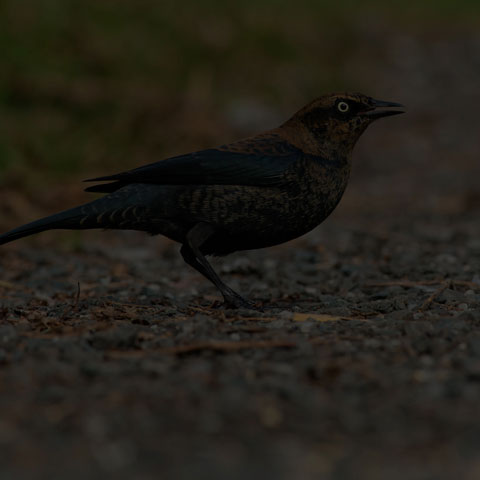 Rusty Blackbird