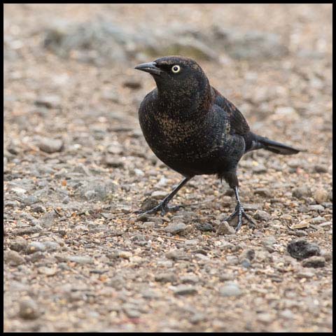 Rusty Blackbird