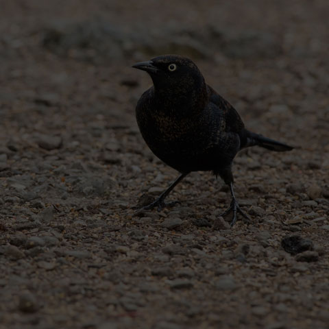 Rusty Blackbird