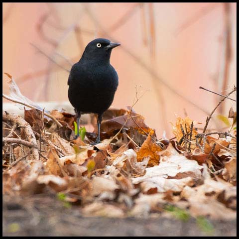 Rusty Blackbird