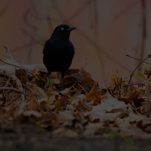 Rusty Blackbird