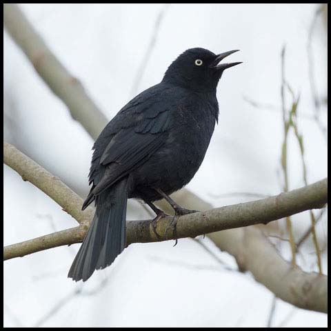 Rusty Blackbird