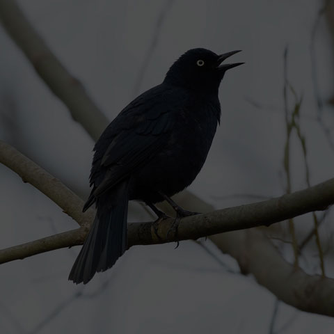 Rusty Blackbird