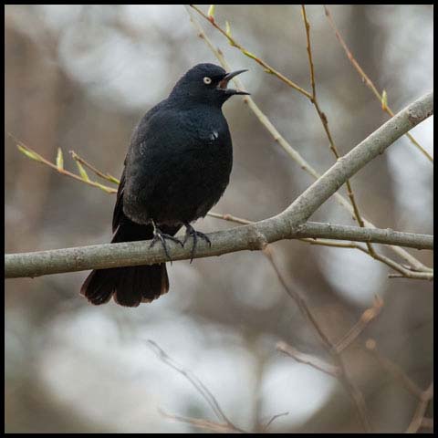 Rusty Blackbird