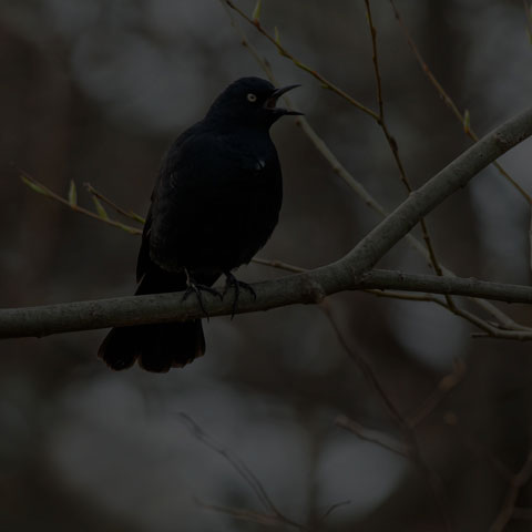 Rusty Blackbird