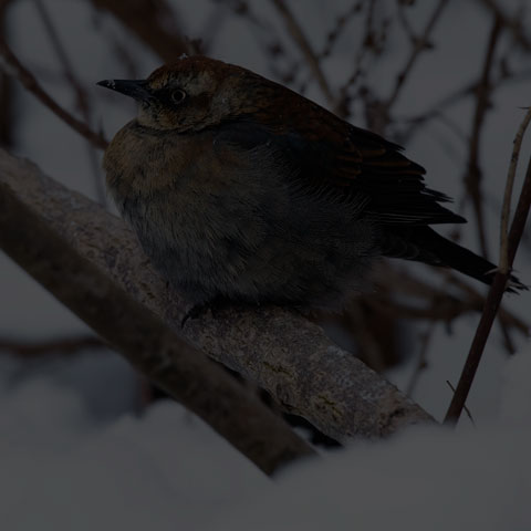 Rusty Blackbird