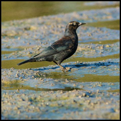 Rusty Blackbird