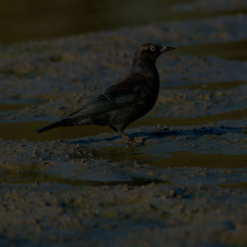 Rusty Blackbird