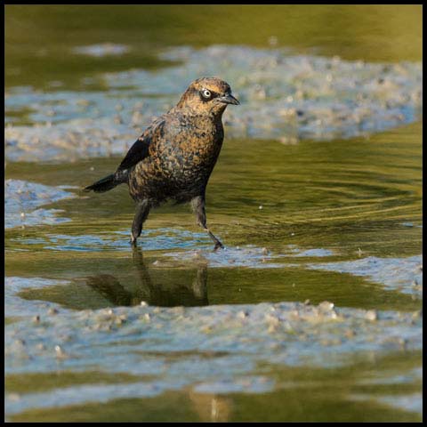 Rusty Blackbird
