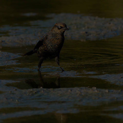 Rusty Blackbird