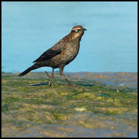 Rusty Blackbird