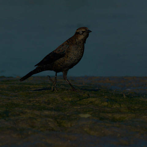 Rusty Blackbird
