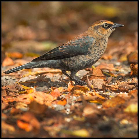 Rusty Blackbird