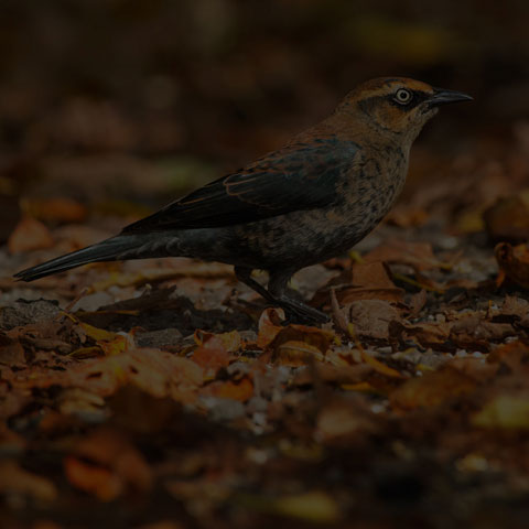 Rusty Blackbird