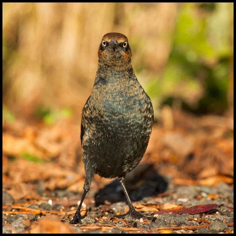 Rusty Blackbird