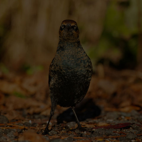 Rusty Blackbird