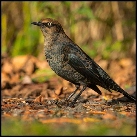 Rusty Blackbird