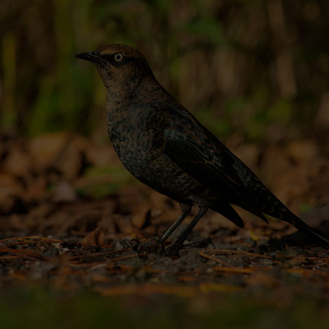 Rusty Blackbird