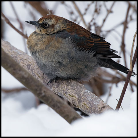 Rusty Blackbird