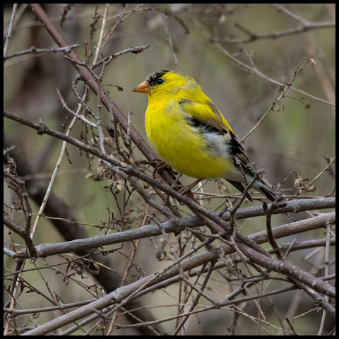 American Goldfinch