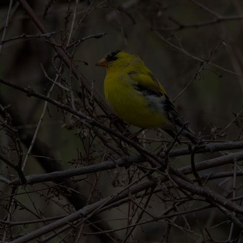 American Goldfinch