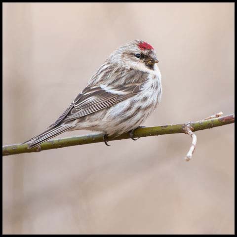 Common Redpoll