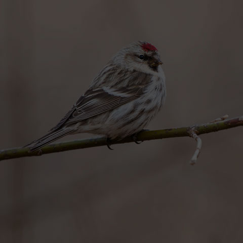 Common Redpoll