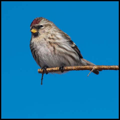 Common Redpoll