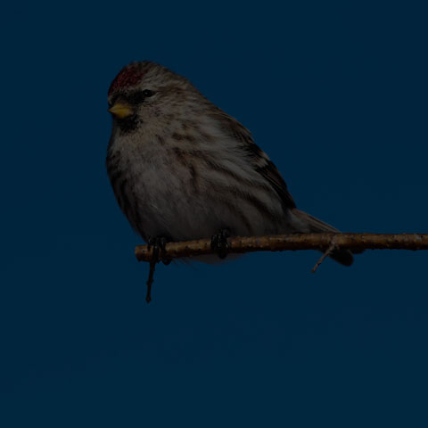 Common Redpoll