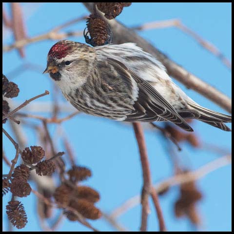 Common Redpoll